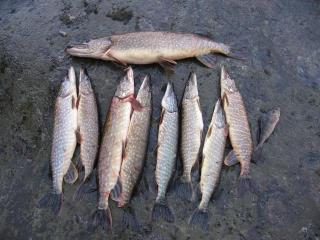 Koivuj�rven l�hell� oleva salainen lampi 